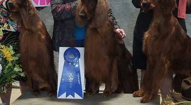 Mid-Continent Kennel Club of Tulsa Dog Show