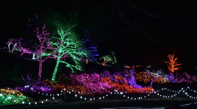 Garden of Lights