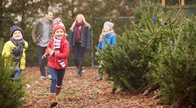 Cross Timbers Christmas Tree Farm & Pumpkin Patch