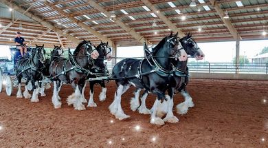 With an impressive list of appearances throughout North America under their belt, this exquisite team of Clydesdales is a sight to see.