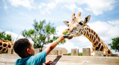 The Oklahoma City Zoo offers a wide array of interactive animal experiences for guests of all ages.