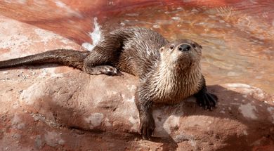 Meet the lively river otters of Medicine Park Aquarium.