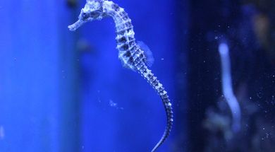 Blue Zoo Oklahoma City