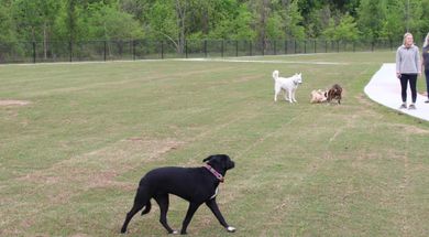 Rose West Dog Park