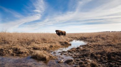 Joseph H. Williams Tallgrass Prairie Preserve