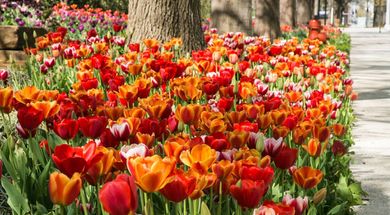 Myriad Botanical Gardens & Crystal Bridge Conservatory