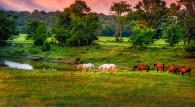 Mowdy Ranch Mustangs