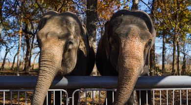 Endangered Ark Foundation