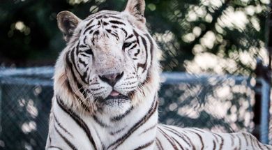 Tiger Safari Zoological Park