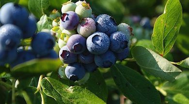 Thunderbird Berry Farm