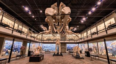 Skeletons: Museum of Osteology