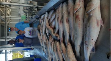 Mickey Rose Guide Service