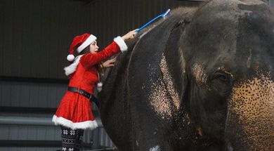 Holiday in the Ark