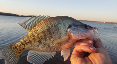 Duck Life Outfitters