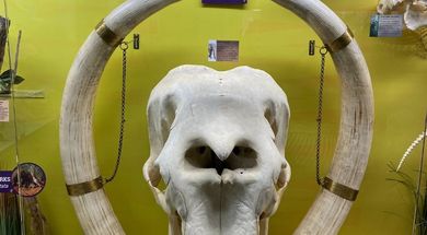 SKELETONS: Museum of Osteology