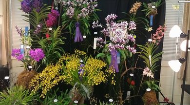 Oklahoma Orchid Society Orchid Kicks on Route 66 Spring Show & Sale
