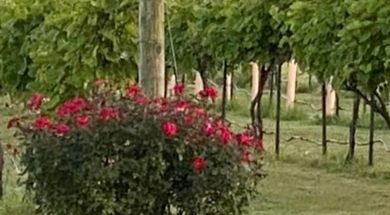 Backroad Vineyard