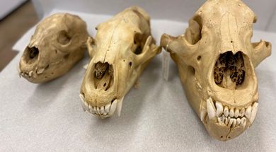 OSU Collection of Vertebrates