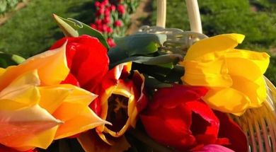 Oklahoma Tulips