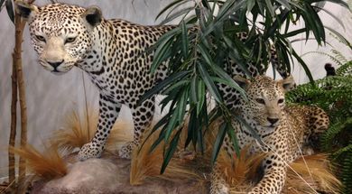 UCO Natural History Museum