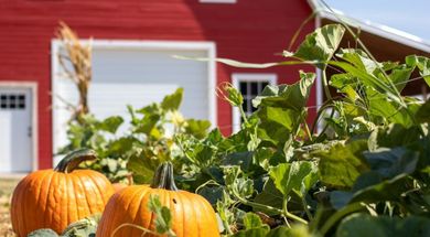 Fall on the Farm