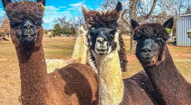 National Alpaca Farm Day