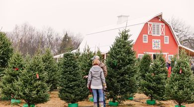 Oklahoma Christmas Tree Farms