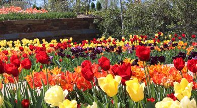 50 Ways to Celebrate Spring in Oklahoma