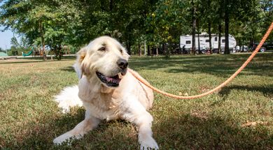 Oklahoma's Great Pet Friendly State Parks