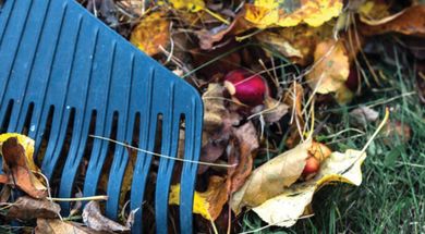 Workshop: Putting Your Garden to Bed
