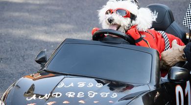 Barktoberfest