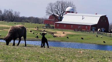 Spring Trips to the Farm