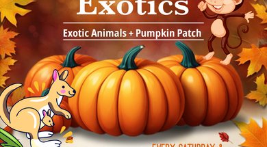 Snider Family Exotics Pumpkin Patch