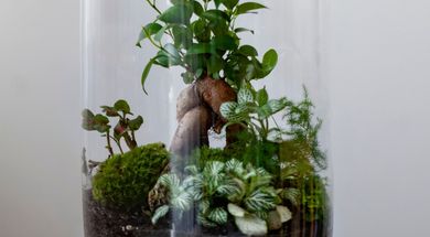 Carnivorous Plant Terrariums Workshop