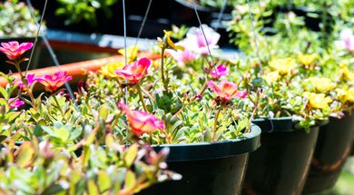 Ponca City Herb Festival