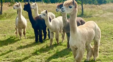 Fitzgerald Acres Alpaca Farm