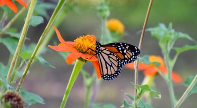 Monarch Festival