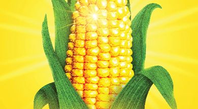 Celebrity Attractions presents: "Shucked"