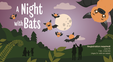 A Night with Bats