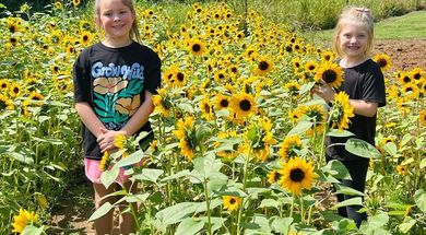 The Flower Meadow
