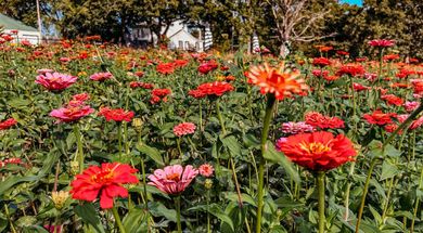 The Flower Meadow
