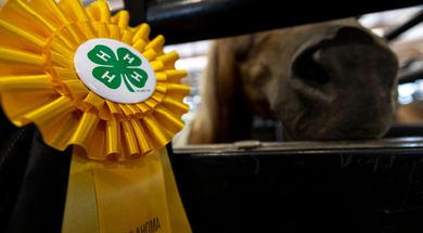 Stephens County Free Fair
