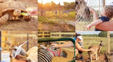 Safari Stayz