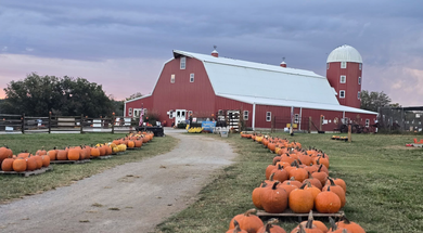 Pumpkin Festival at Shepherd's Cross