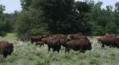 Blanchard Bison Herd