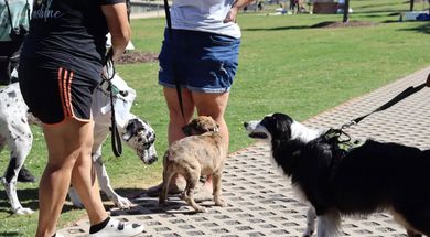 Bark Walk
