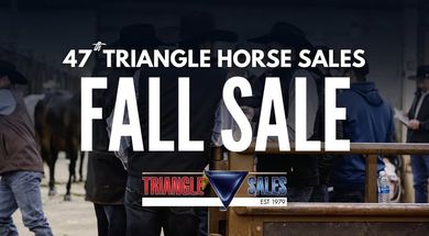Triangle Fall Horse Sale