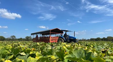 Fall Harvest Fun at Livesay Orchards