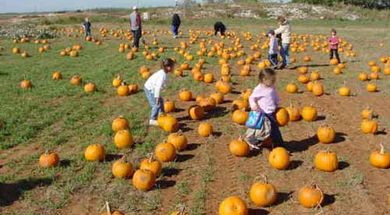 Jahn's Pumpkin Hill