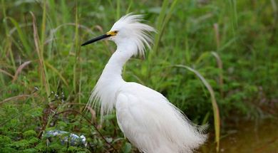 Red Slough Wildlife Management Area
